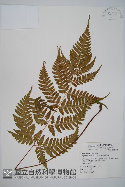 長葉鱗毛蕨藏品圖，第1張
