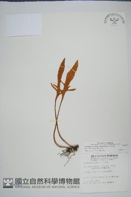 玉山石葦藏品圖，第1張