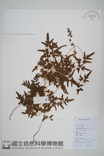 海金沙藏品圖，第1張