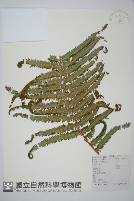 鱗芽裡白藏品圖，第1張