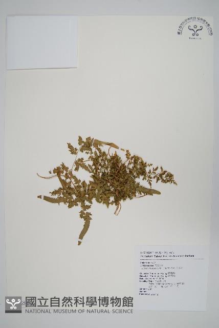 海金沙藏品圖，第1張