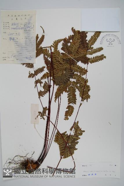 紫軸鳳尾蕨藏品圖，第1張