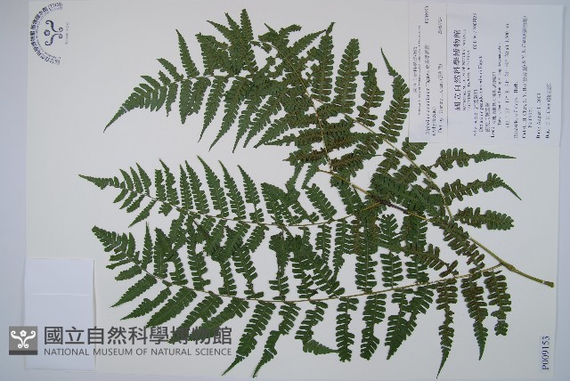 奄美雙蓋蕨藏品圖，第1張