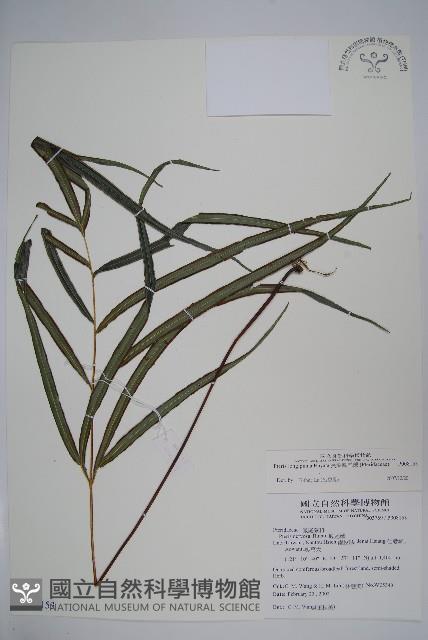 長葉鳳尾蕨藏品圖，第1張
