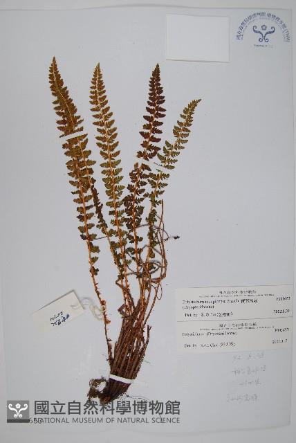 寶興耳蕨藏品圖，第1張