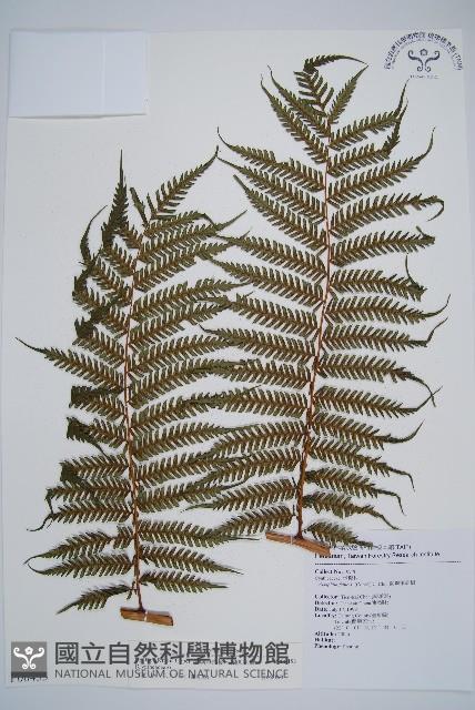 蘭嶼筆筒樹、蘭嶼桫欏藏品圖，第1張