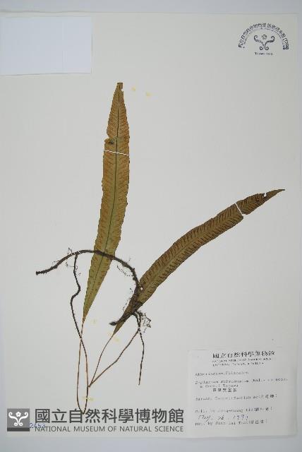 Accession Number:P002453 Collection Image, Figure 1, Total 4 Figures