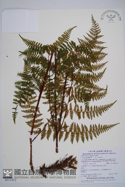 毛冷蕨藏品圖，第1張