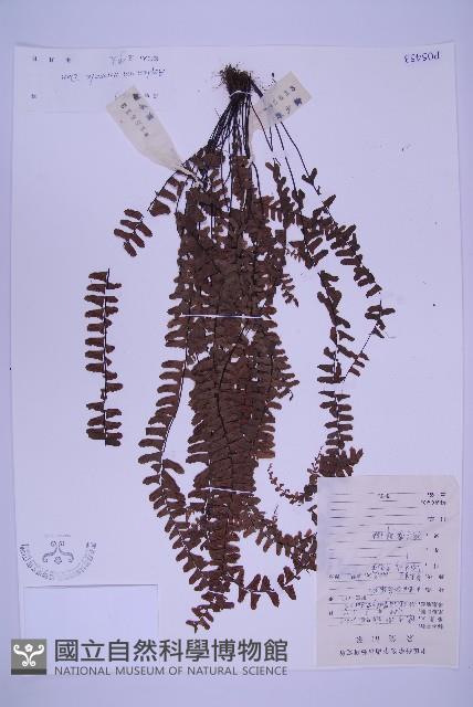 生芽鐵角蕨藏品圖，第1張