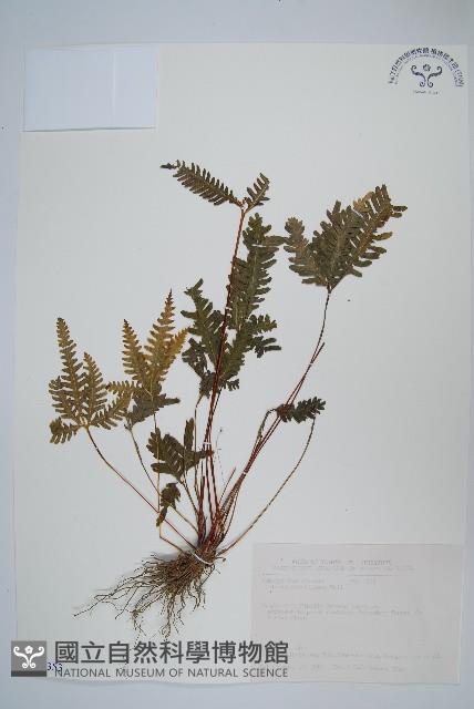 翅柄鳳尾蕨藏品圖，第1張