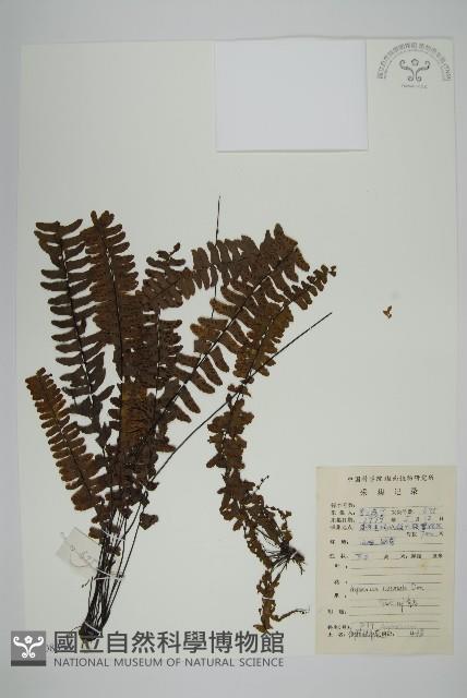 生芽鐵角蕨藏品圖，第1張