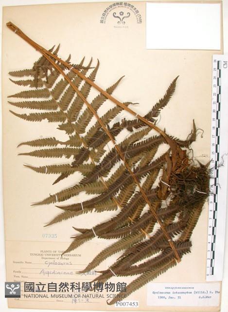 斜葉金星蕨藏品圖，第1張