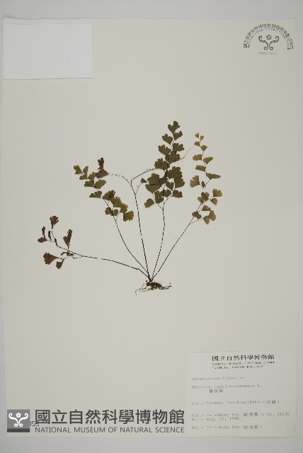 鐵線蕨藏品圖，第1張