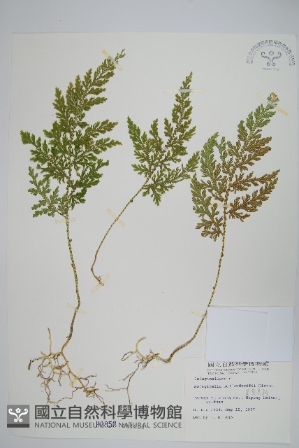 異葉卷柏藏品圖，第1張