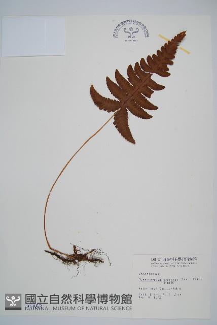 羽節蕨藏品圖，第1張