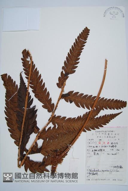 日本狗脊蕨藏品圖，第1張