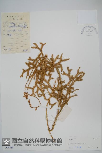 石松藏品圖，第1張