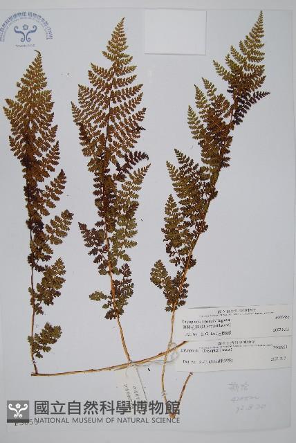 腺鱗毛蕨藏品圖，第1張