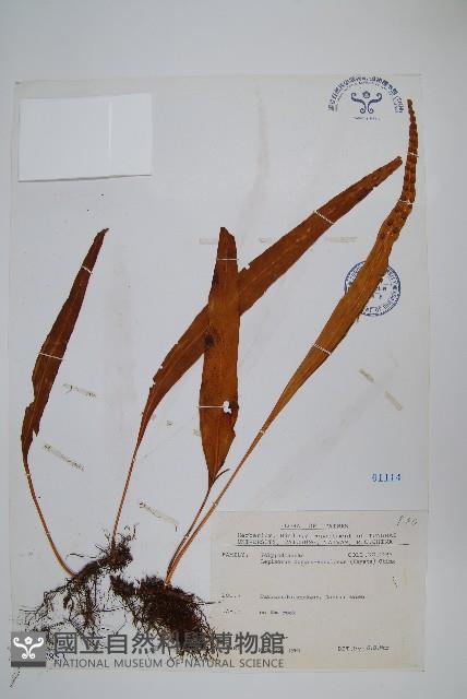 麟瓦葦、川上氏瓦葦藏品圖，第1張