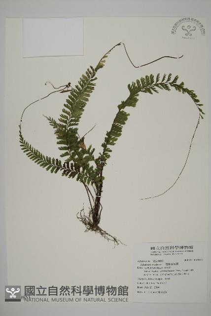 鞭葉鐵線蕨藏品圖，第1張