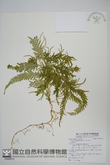 全緣卷柏藏品圖，第1張