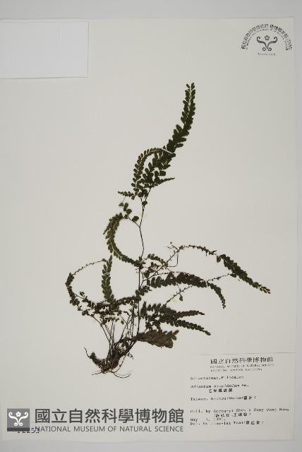 毛葉鐵線蕨藏品圖，第1張