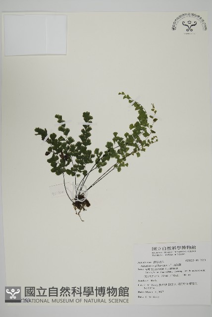 鐵線蕨藏品圖，第1張