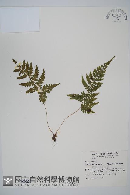 阿里山蹄蓋蕨藏品圖，第1張