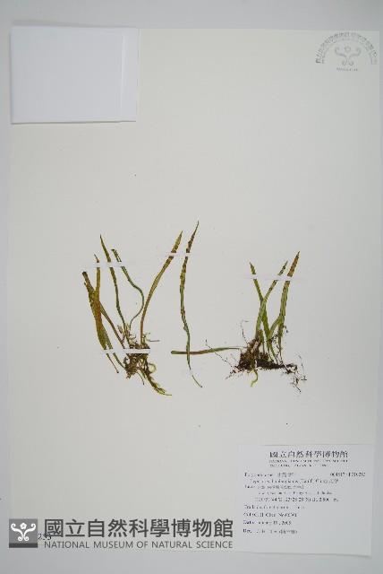 瓦葦藏品圖，第1張