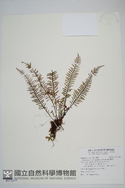 細葉蒿蕨藏品圖，第1張