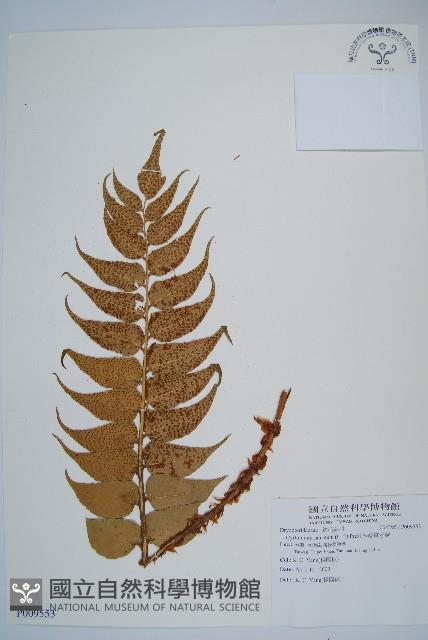 全緣貫眾蕨藏品圖，第1張