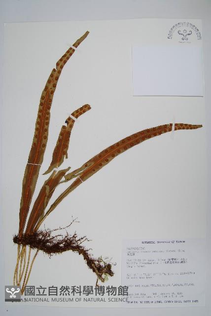 麟瓦葦、川上氏瓦葦藏品圖，第1張