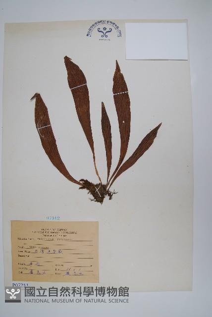 臺灣車前蕨藏品圖，第1張