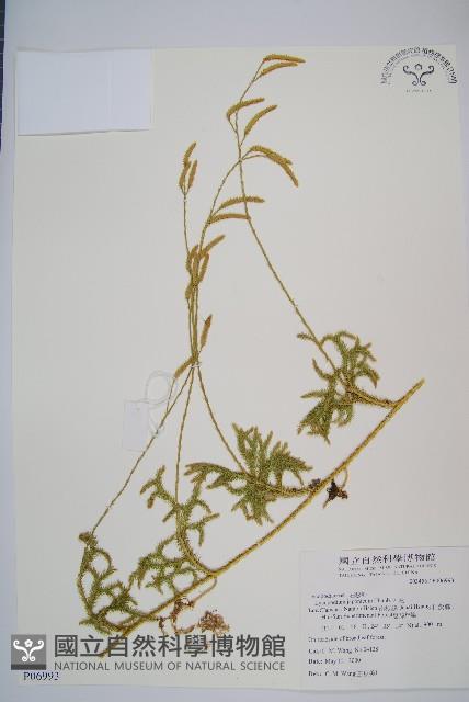 石松藏品圖，第1張