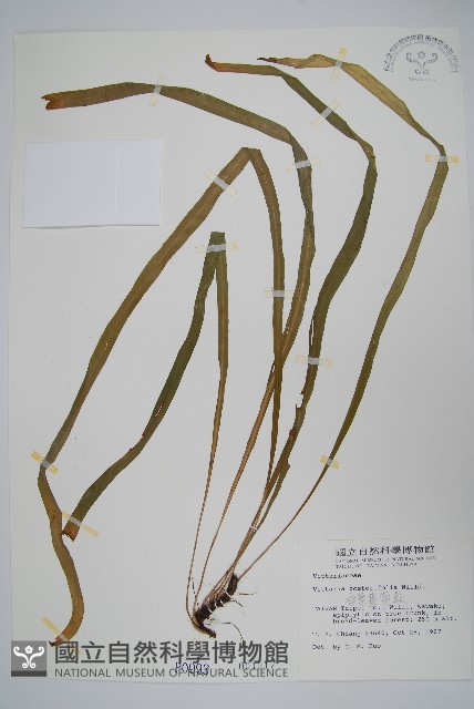 垂葉書帶蕨藏品圖，第1張