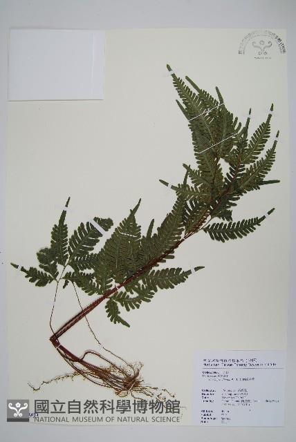 翅柄鳳尾蕨藏品圖，第1張