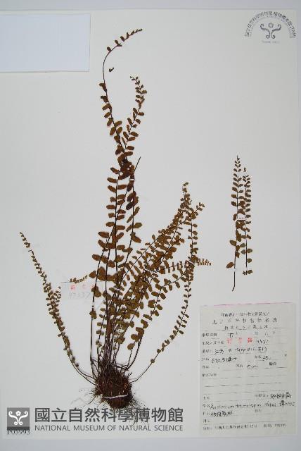 三翅鐵角蕨藏品圖，第1張