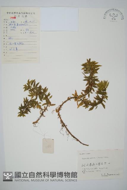 蛇足石杉、千層塔藏品圖，第1張