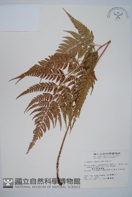 小葉複葉耳蕨藏品圖，第1張