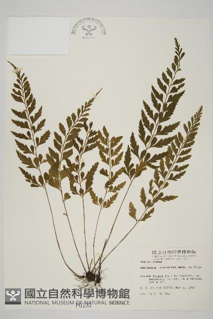 裂葉鐵角蕨藏品圖，第1張