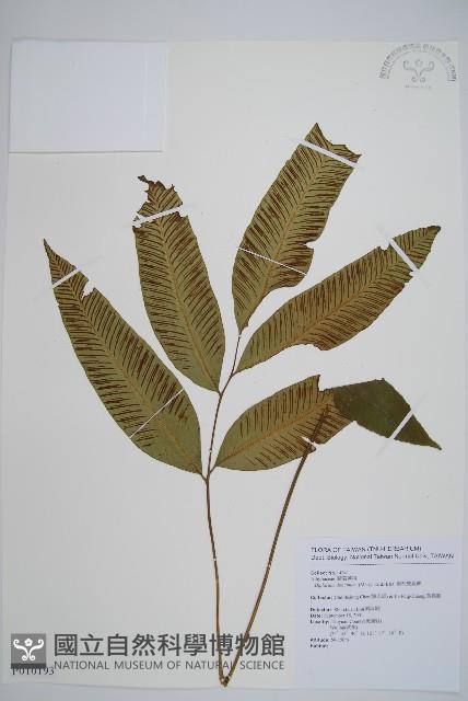 細柄雙蓋蕨藏品圖，第1張