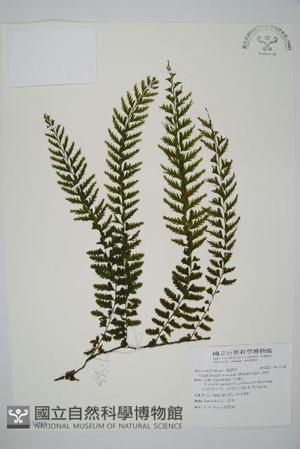 瓶蕨藏品圖，第1張