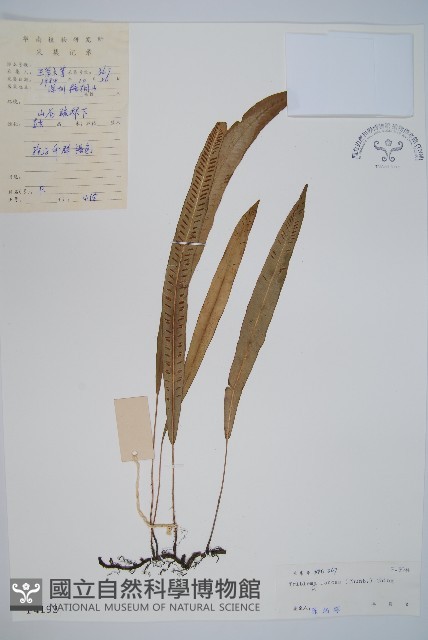 單葉雙蓋蕨藏品圖，第1張