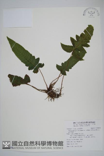 威氏聖蕨藏品圖，第1張