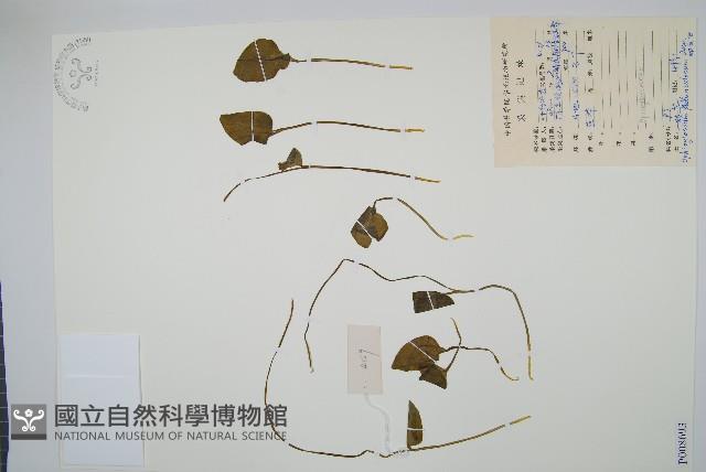 尖頭瓶爾小草藏品圖，第1張