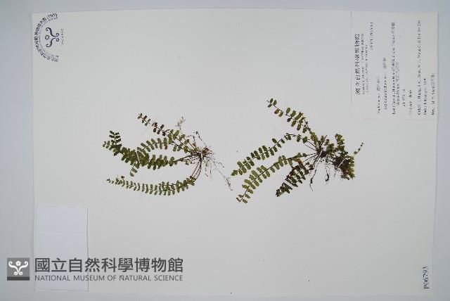 三翅鐵角蕨藏品圖，第1張