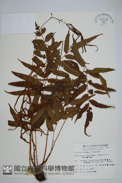 華中瘤足蕨藏品圖，第1張