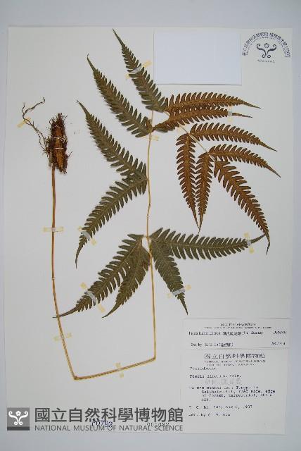 傅氏鳳尾蕨藏品圖，第1張