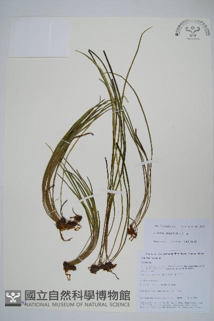 登錄號:P010793藏品圖，第1張