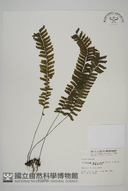 薄葉孔雀鐵角蕨、邊孢鐵角蕨藏品圖，第1張